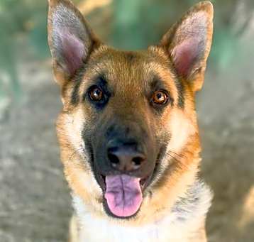 Photo of NOSE