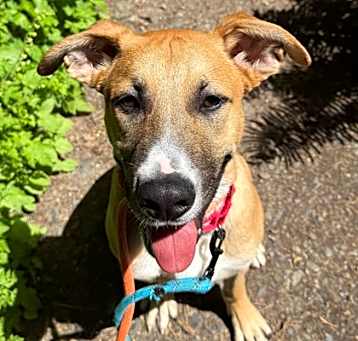 Photo of Chevy