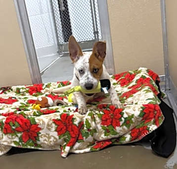 Photo of Spot