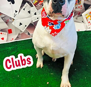 Photo of Clubs