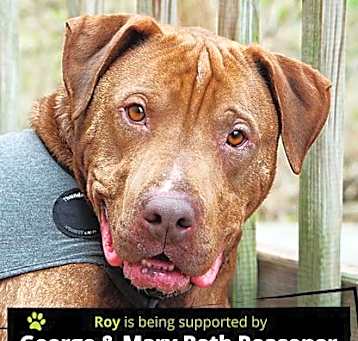Photo of Roy