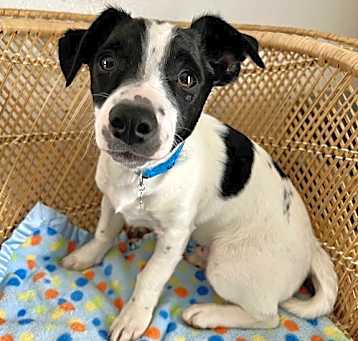 Photo of Bandit