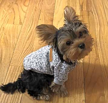 Photo of Max