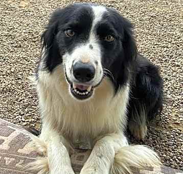 Photo of Loki