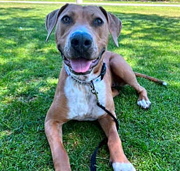 Photo of Canela