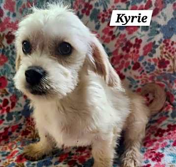 Photo of Kyrie