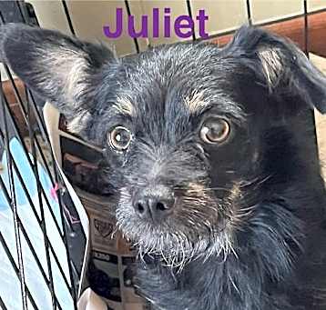 Photo of Juliet
