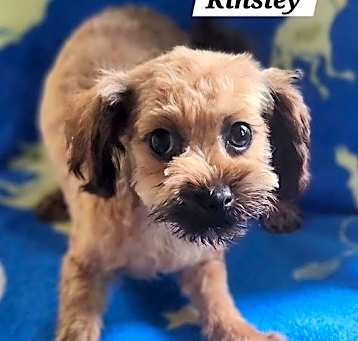 Photo of Kinsley