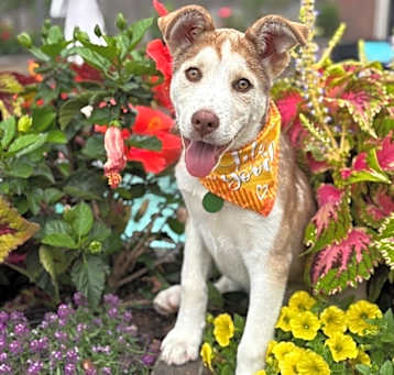 Photo of Milo the Darling Pup