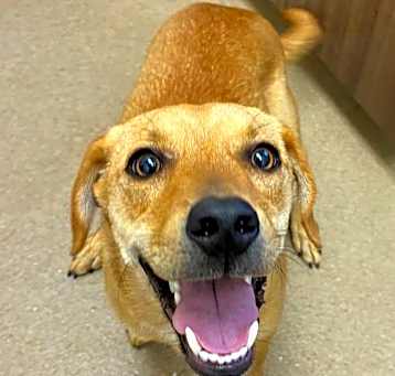 Photo of Sammy GCH