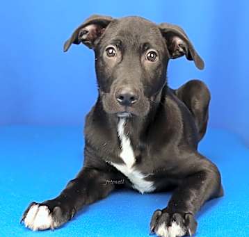 Photo of Boaz- 011801T