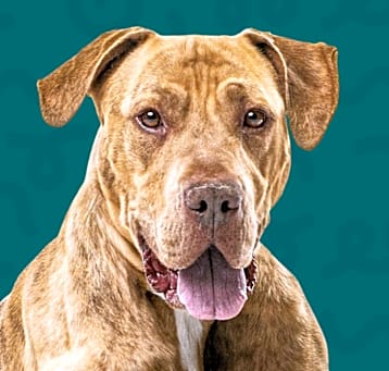 Photo of Ryker