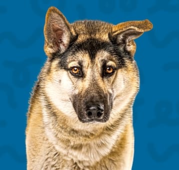 Photo of Bruno