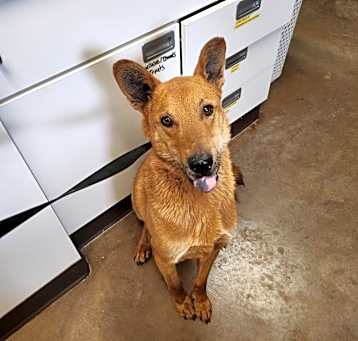 Photo of Nemo  - Handsome & Dog Friendly