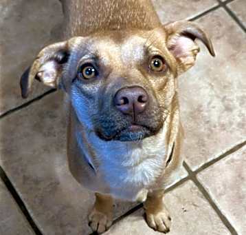 Photo of Stella
