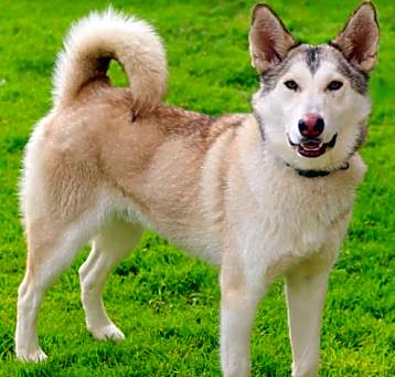 Photo of Strider
