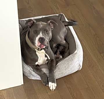 Photo of Apollo