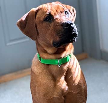 Photo of Clover