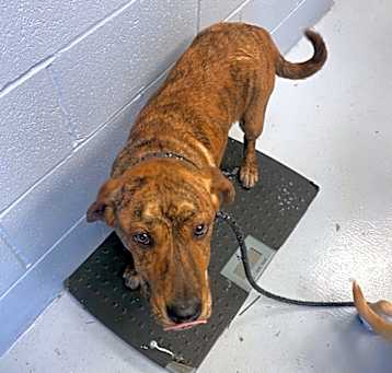 Photo of Ranger