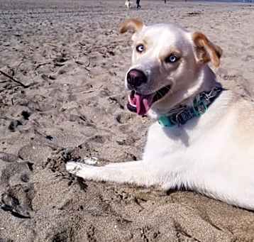 Photo of Blu