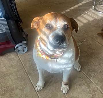 Photo of Cocoa