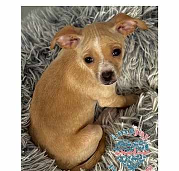 Photo of Daisy Litter