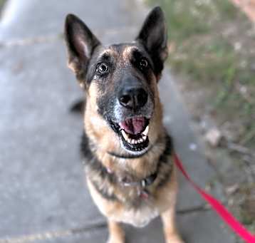 Photo of Bella
