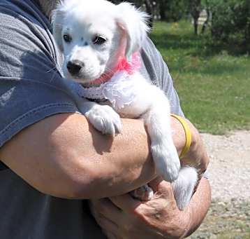Photo of Peaches
