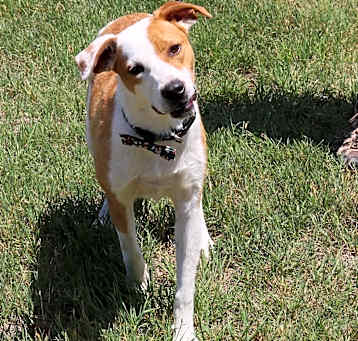 Photo of Milo