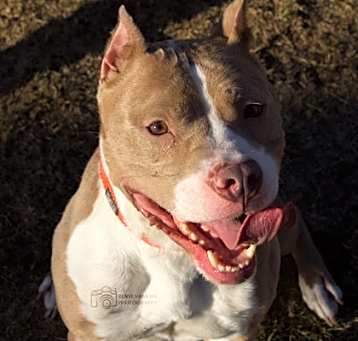 Photo of Daisy