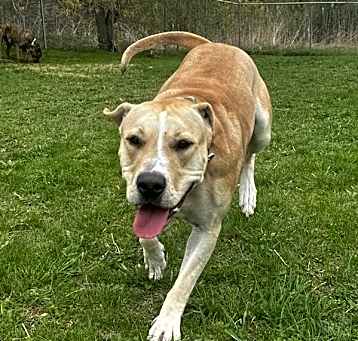 Photo of Nova