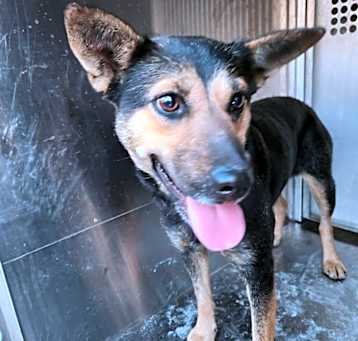 Photo of Petunia
