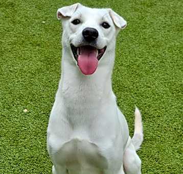 Photo of BULLET