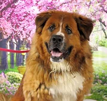 Photo of Bruno