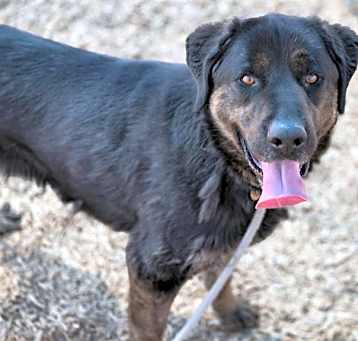Photo of KODY