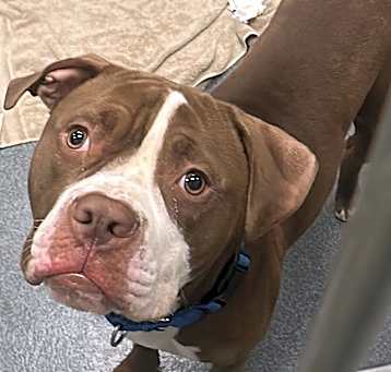 Photo of BUD