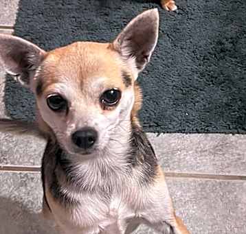 Photo of Violette