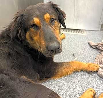 Photo of BUDDY