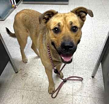 Photo of Pip Squeek - Stray Hold until 5/12