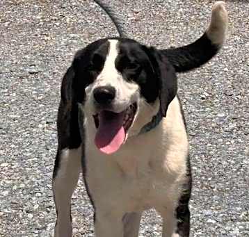 Photo of Semi - At shelter  available 5/8