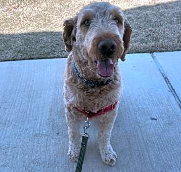 Photo of Cubby