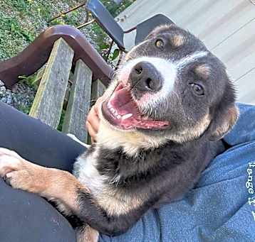 Photo of HANK/URGENT