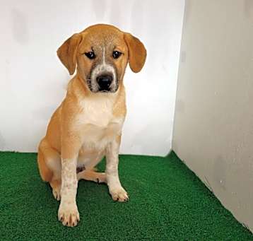 Photo of Murray  (Max)