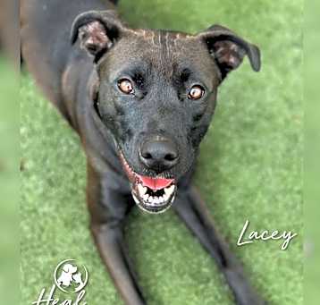 Photo of Lacey
