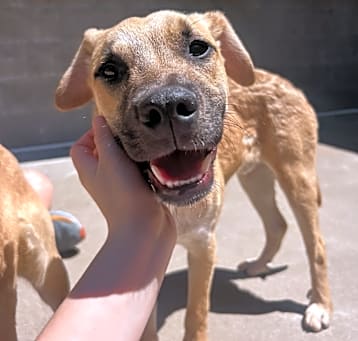 Photo of Scooby