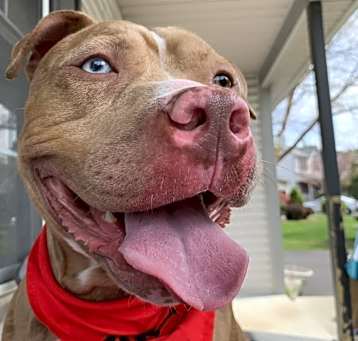 Photo of Scooby