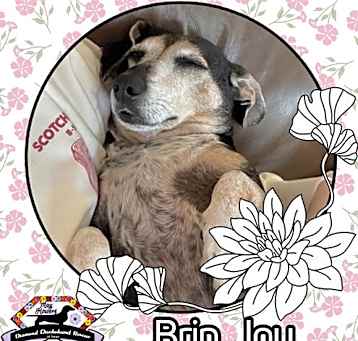 Photo of Brin Joy