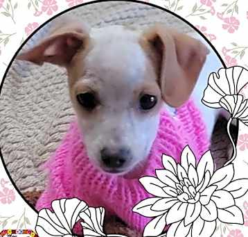 Photo of Rosie Lulu