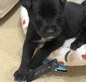 Photo of Charlie