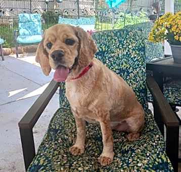 Photo of Buddy -Adult Home, No Kids